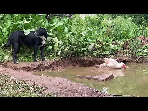 Muscovy ducks mating in a water puddle