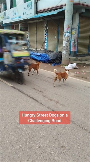 How Stray Dogs Navigate a Busy Street 🐾 #dogshorts #citydogs #streetlife #survivalskills #doglife
