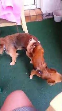 Hunde stecken nach dem Geschlechtsverkehr 20 min. fest