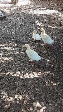 What Is Imprinting In A Baby Duckling?