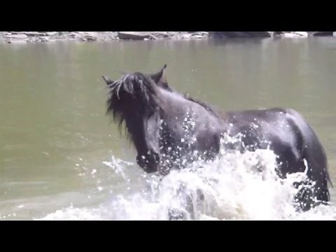 Instant magique avec des chevaux sauvages