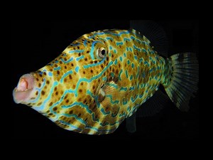 Facts: The Filefish