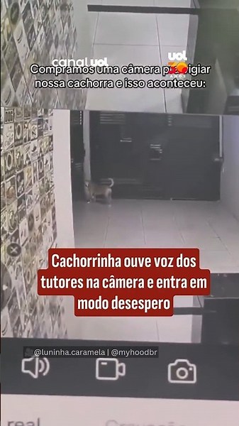 Cachorrinha ouve voz dos tutores na câmera e entra em modo desespero