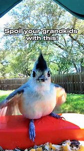 978 reactions · 15 shares | Spoil your grandkids with tech they’ll actually love. ⭐️ Bird Buddy turns birds into backyard stars capturing up-close pics, identifying species, and keeping kids entertained for hours. | Birdbuddy | Facebook