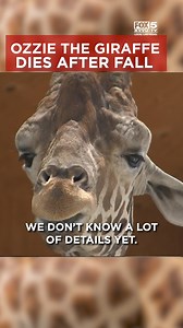 110K views · 1.8K reactions | A tragic loss for the Lion Habitat Ranch this morning. The beloved giraffe, Ozzie, passed away. The ranch is closed for the rest of the day. Officials say Ozzie stood up and was startled. He fell and could not get back up. Story: https://www.fox5vegas.com/2024/08/02/ozzie-giraffe-dies-after-early-morning-fall-lion-habitat-ranch/ | FOX5 Las Vegas | Facebook