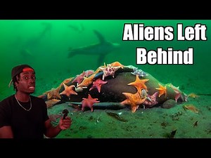 The Terrifying Truth Behind the Aliens in the Ocean
