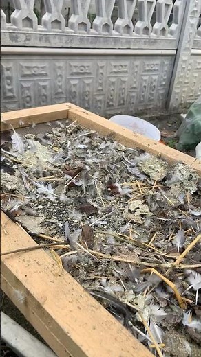 Boost your compost! Gold for the soil—pigeon manure #behindthegate #compost #garden #soilhealth