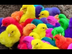 colored chicks growing | colored chicks for sale | colored chicks lifespan | colored chicks process6