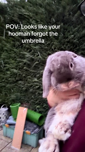 #POV #povtrend #snow #bunny