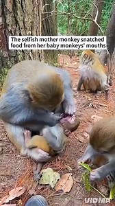 Kind woman rescued baby monkey being bullied by its mother and then...#love #animals #kindness | Monkey BiBi