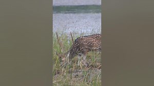 Spotted deer buck shorts