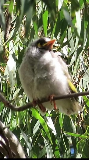Noisy Miner Bird making sounds, sitting on a tree branch #BirdSounds, #Wildlife, #Nature