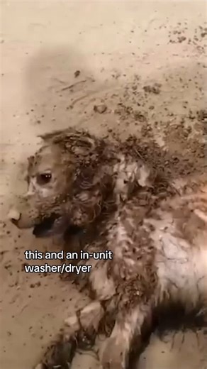 9.7K views · 10K reactions | Find an apartment that lets you both live your best lives 﫶 | Zillow | Facebook