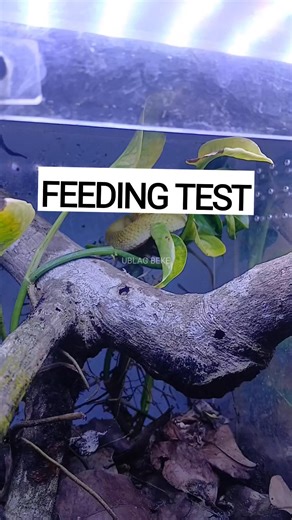 Irza Mufti Getar Zulmy on Instagram: ". Test makan pertama itu memang seru apalagi kalo yang di testnya itu ular yang belom pernah kita pelihara sebelumnya.. Kadang ketika dia belom mau makan itu rasanya kesel apalagi si ular udah lumayan lama dirumah tapi ketika dia mau langsung makan itu rasanya lega... seperti salah satu beban hilang 😂 🐍 : Variable bush viper (Atheris squamigera) #atheris #bushviper #atherissquamigera #ularberbisa #venomoussnakes #ular #reptile #viper #trueviper #feeding #g