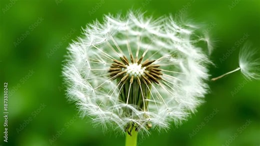 Close up of a dandelion clock with its seeds being blown away by the wind. The fluffy white seed head stands against a soft green background