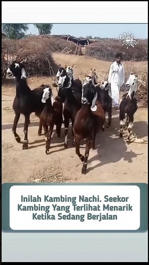 Kambing Nachi 😲 Jalannya Seperti Menari! Subhanallah 🐐✨#shorts #kambing #hewan #faktaunik #viral