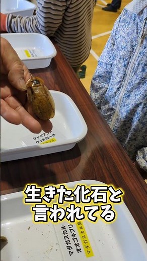 恐竜時代からいる！？巨大ゴキブリに挑戦した結果…【虫フェス④】 #shorts