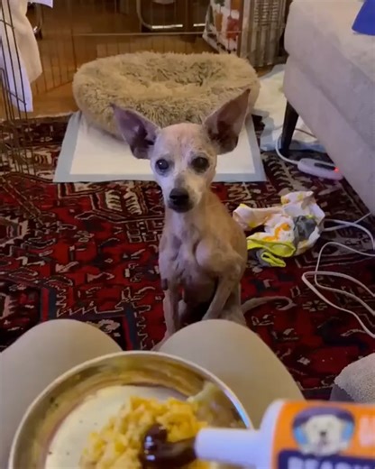 Muddy Paws Rescue on Instagram: "Winky first arrived at @nycacc as a stray - their plea to us simply saying “she has a lot of medical issues.” Her skin was a mess, her weight far too low, no reaction to noises, and an estimated age of 14 years. So of course, we had to have her. First order of business was to start her on a weight-gain journey, and thanks to @undertheweatherpet, Winky had no problem gobbling up the extra calories she needed! Upon a visit to our vet, we realized there was a lot mo