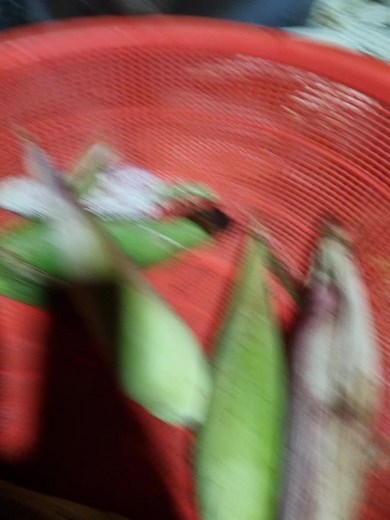 Husking Fresh Corn: A Step-by-Step Guide