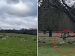 Moment dog is seen chasing deer at Richmond Park before mauling it to death