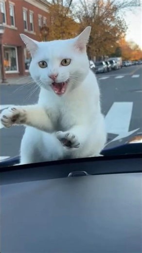 Angry Mom Cat Attacks Car Window After Horn Startles Her Kittens