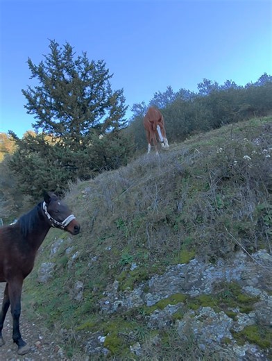 Fine on Instagram: "Okay, sie kann mich doch noch überraschen 🙈 Wir haben umgeweidet, ich mach euch da heute Abend ein Reel zu, und Fabi war der eine Wasserablauf suspekt. Dann nimmt man halt lieber die 3 Meter, 90-Grad Klippe, mit ca 2 Metern Landefläche, bevor es weitere (gefühlt) 1000 Meter in die Tiefe geht 🤷‍♀️ #pferdemädchen #pferdeliebe #pferde #pferdehaltung #fohlen #fohlen2025 #haflinger #zucht #trakehner #buschpferd #springpferd #hamburgerderby #umweiden #fohlenglück #wildpferd #fuch