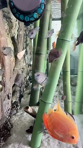 6.6K views · 708 reactions | The lil Severums are putting on size...