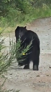 A fat bear is a happy bear 🐻 #bear #blackbear #wildlife #outdoors #animals | PioneerPauly