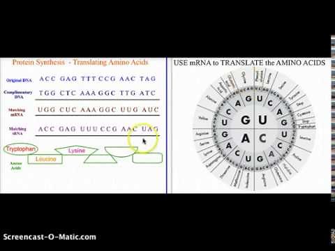 Protein Synthesis Translating Amino Acids