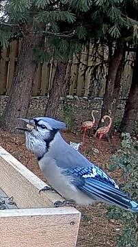 Trick Or Treat With Blue Jays—How Much Food Can This Blue Jay Carry Away?!