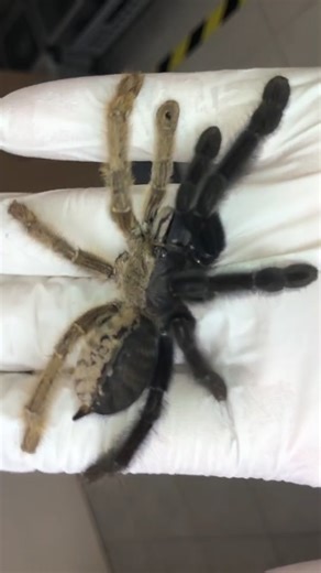 Rare Two-Gender Spider Discovery