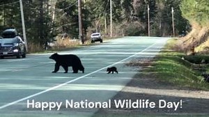 35 reactions | Happy National Wildlife Day from Juneau, Alaska! It's never too early to be planning your next visit! | Travel Juneau | Facebook