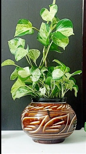 379K views · 2.2K reactions | Pothos indoor #fbreels #pothosguide #houseplants #diy #moneyplant Sarah's Corner | Winny Sarah Albert | Facebook