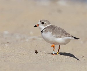 Raise a glass to Lake Michigan’s tiny shorebirds at Piping Plover conservation fundraiser