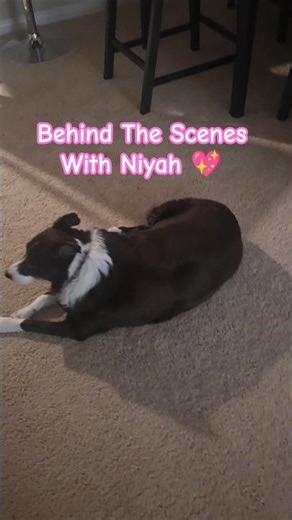 Niyah Found Chulo… Then Gave Him a Kiss 😘🐾🐈