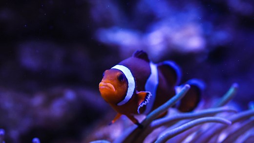Canet-en-Roussillon : Oniria, bien plus qu’un aquarium