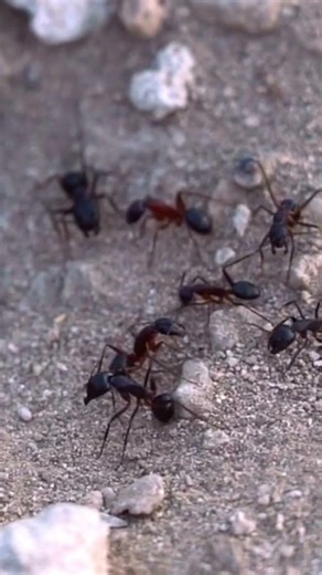 How can ants build complex structures? #facts #dothingsyoudontwanttodo #life #nature