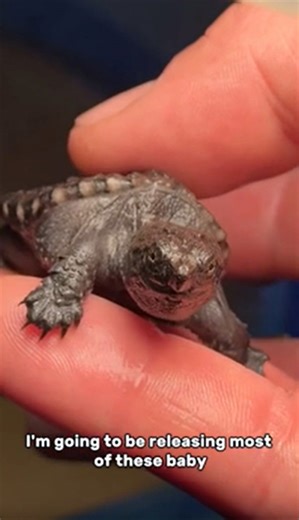 Feeding My Snapping Turtles Live Fish – You’ve Got to See This!