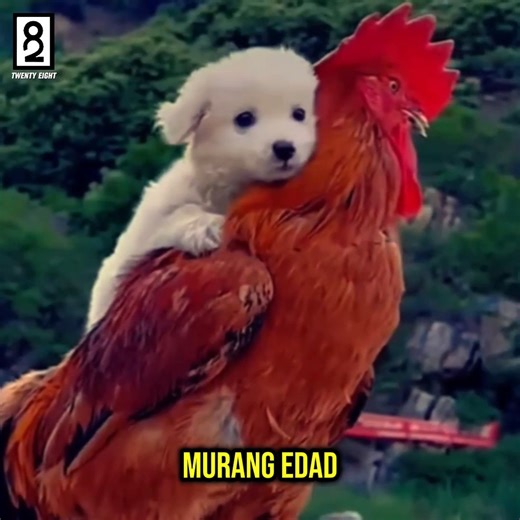 Inalagaan ng manok na ito ang isang tuta at tinuring na parang anak 🐓🐕 #reels #rooster #dog #storytelling | Twenty Eight