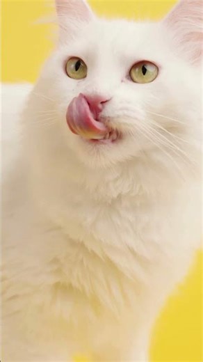Pourquoi mon chat me mord ? #comportementchat #catowner