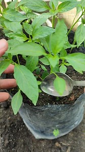 Contoh memindah bibit cabe #reels #fb #gardenideas | Gardening Ideas HD