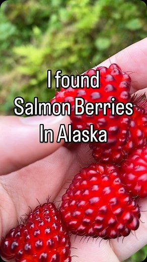 #foraging #alaska #fypage #berriesandcream #salmon #juneau #foryoupage #foryou #bears #fyp #salmonberries #trip #vacations #foryoupageofficiall #berries #raspberry #foodie | Sarah Kraffty