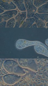 4.6K views · 3.2K reactions | Microscopic landscapes 4.0. Phase contrast blue. . . . #science #biology #microscopy | Science into Images | Facebook