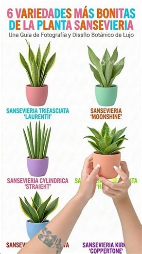 Sansevieria Varieties You Should Know #viral #plants #foryou #flowers #gardening