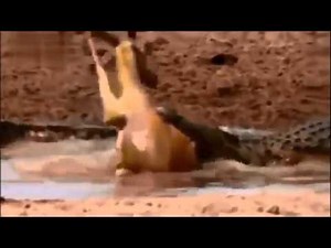 突然ワニが水の中から現れ捕食されるインパラ【野生動物狩り】 crocodile