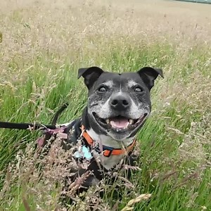 6.2K views · 407 reactions | Looking for an easy and tax efficient way to donate to our dogs? Look no further! Payroll Giving donations are taken from your pay before tax is collected, meaning your pounds go further in helping our hounds!  Take control of your donations today by signing up to Payroll Giving and helping us be there for our dogs when they need us most. ➡️ https://bit.ly/3e6cN13 | Dogs Trust | Facebook