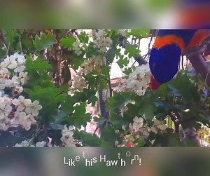 1.5K views · 100 reactions | Ensure you're meeting species-specific dietary requirements so your bird receives a fresh daily variety of vegetables, fruit, grasses, grains, proteins and dry foods. Go beyond the bird seed basics in our free Parrot Nutrition Guide: https://mailchi.mp/parrots.org/nutritionguide Learn more parrot care tips at our Parrots@Home event, live on Facebook the weekend of June 13 - 14th. | World Parrot Trust | Facebook