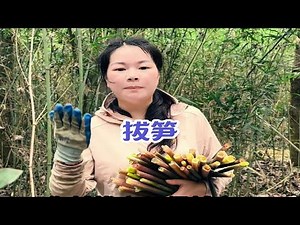 秋子和一群姐妹进山找笋，不料掉进笋窝了，真的有种拔笋拔到手发麻的感觉，今天运气也太好了吧