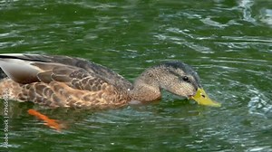 Duck dives into the water. Wildlife birds in their natural habitat.