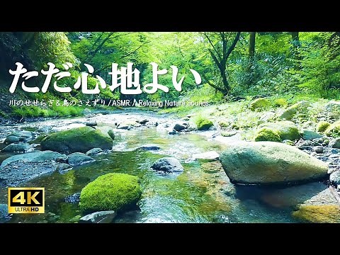 ただ心地よい水の音 新緑の森に響く鳥のさえずり:自律神経を整える、リラクゼーションにご活用ください【自然音,ASMR,4K,relaxing nature sounds】